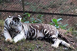 Weißer Tiger mit ausgedehnter schwarzer Fellzeichnung