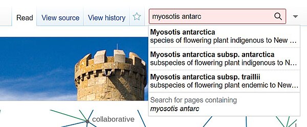 Partially-filled in Wikidata search box, showing results for "Myosotis antarc".