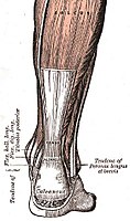 Diagram of an Achilles tendon