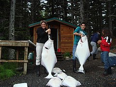 Halibut are the largest of the flatfishes, and provide lucrative fisheries.
