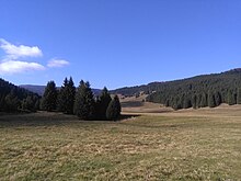 Green-brown grass dominates the lower half, with deep green coniferous trees across the horizon and a very blue sky above.
