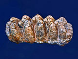 Molar of Anancus arvernensis