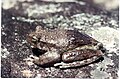 Image 44This frog changes its skin colour to control its temperature. (from Animal coloration)