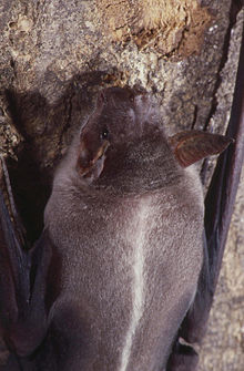 A greater bulldog bat, hanging on a cave wall