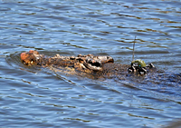 Saltwater crocodile with a GPS-based satellite transmitter attached to its head for tracking