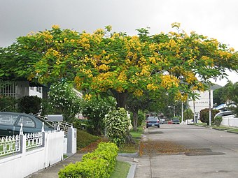 Yellow-flowering flamboyant on Calle Flamboyan