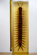 Giant Amazonian centipede