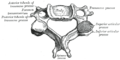 A cervical vertebra