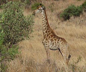 Cow giraffe in Groenkloof Nature Reserve