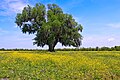 Image 30A field of yellow wildflowers in St. Bernard Parish (from Louisiana)