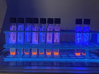 MGIT samples emitting fluorescence in ultraviolet light