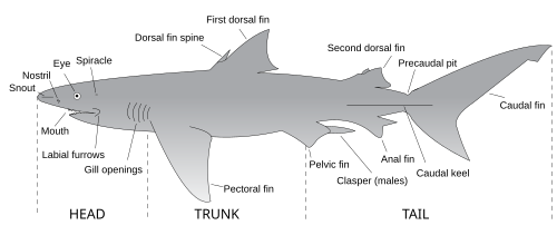 The major features of sharks
