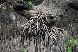 Pneumatophorous aerial roots of the grey mangrove (Avicennia marina)