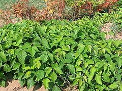 Rhus radicans L. (syn. Toxicodendron radicans (L.) Kuntze) ― Poison ivy