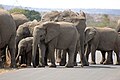 Herd of elephants, Kruger National Park.