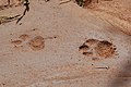 Lion tracks.