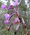 The inflorescence of Spathoglottis plicata, a terrestrial orchid, is a typical raceme.