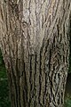 Mature trunk bark