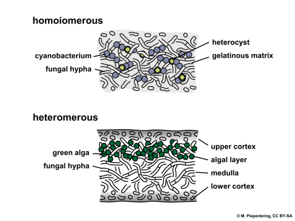 Anatomy of the thallus, green alga, cyanobacterium, lichen, Lichenes (diagram by M. Piepenbring)