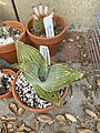 Aloe karasbergensis - Plant 2023-0010-3