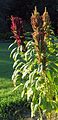 Popping amaranth (Amaranthus sp.)