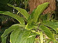 ......... (Anthurium hookeri) Aronstabgewächse (Araceae)