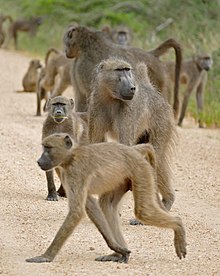 Photograph of a troop of around ten baboons on a gravelled road with greenery behind them