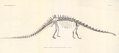 John Bell Hatcher's 1901 lithograph of Dippy, from the first issue of Memoirs of the Carnegie Museum of Natural History