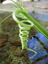 A natural left-handed helix, made by a climber plant
