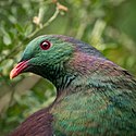 Close-up of a New Zealand wood pigeon or kereru