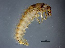 Rhyacophila evoluta