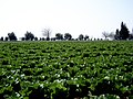 Lettuce field, 2009