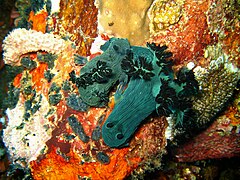 A pair of Nembrotha milleri mating at Verde Island, the Philippines
