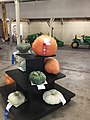 Pumpkins on exhibit at the Yolo County Fair