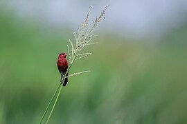Red avadavat amandava (male) in marshland habitat