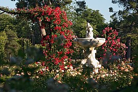 El Retiro rose garden in Madrid, Spain