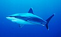 Silvertip shark (Carcharhinus albimarginatus)