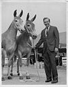 Missouri Governor Warren Hearnes with champion mules at 1969 state fair