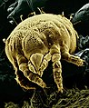 Image 21A microscopic mite Lorryia formosa (from Nature)