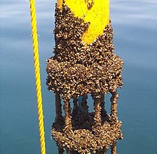 Zebra mussels on manmade structure