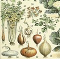 Gemüsedarstellungen im Verlag Pierre Larousse
