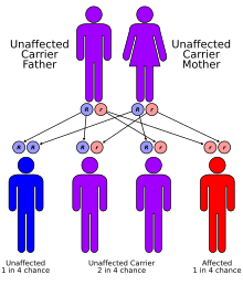 image showing how two carriers can produce one in four offspring with FRDA. This is called an autosomal-recessive pattern of inheritance.