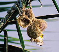 Male philippinus displaying at nest