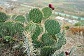 Cactuses (Opuntia)