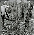 "Chipping" a pine tree in Georgia (c. 1915) to get sap