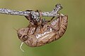 Cicada exuviae after the adult cicada has left