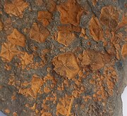 Crushed crinoid stems from Shamshak Formation, Jurassic, Iran