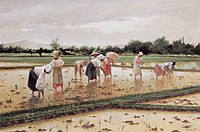 Women working in a rice field (1902)