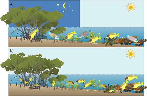 Fish migrations between coral reef, macroalgae, seagrass and mangrove habitats:[133] (a) diel and tidal foraging migrations, (b) ontogenetic migration of juvenile coral reef fish.