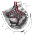 Bifurcation of the aorta and the right common iliac artery - side view. Hypogastric artery is an old term for internal iliac artery. (Com. iliac. a. is visible at center bottom left.)